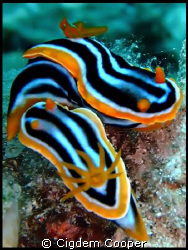 Pjyama nudibranchs mating by Cigdem Cooper 
